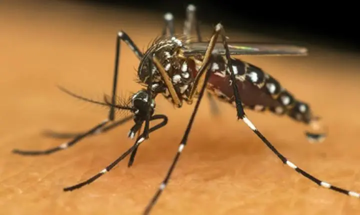 Palotina confirma sete casos de dengue e descarta notificações de chikungunya
