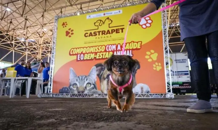Palotina e Terra Roxa recebem mutirão gratuito de castração de cães e gatos neste mês