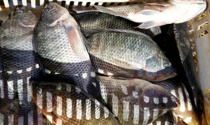 Palotina se destaca na produção de tilápia e ocupa 3º lugar no ranking nacional