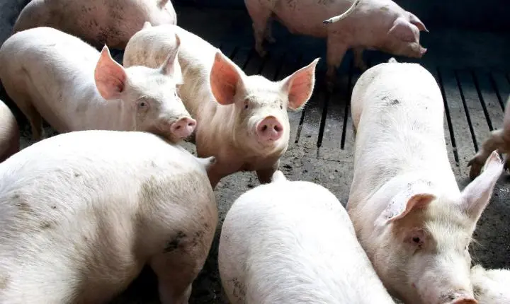 Paraná lidera fornecimento de carne suína para o mercado nacional pelo 8º ano seguido