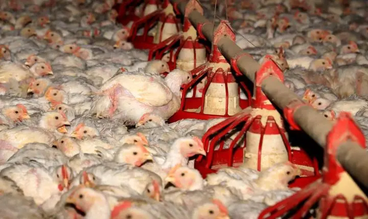 Paraná lidera produção de frango no Brasil e avança no plantio da soja
