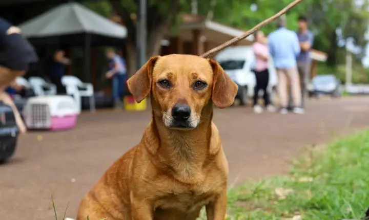 Prefeitura de Terra Roxa anuncia mutirão de castração animal com 189 vagas