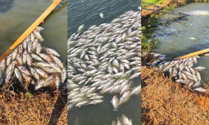 Produtora diz que perdeu 30 toneladas de tilápias após oscilação de energia em Toledo