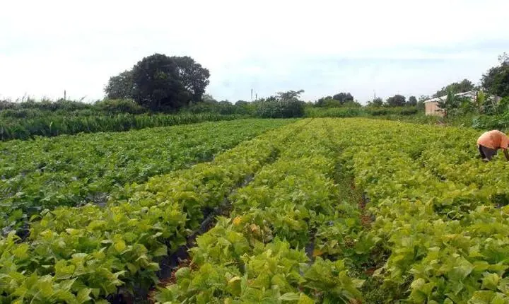 Governo abre crédito extraordinário de R$ 64,3 milhões para segurança alimentar e indígenas