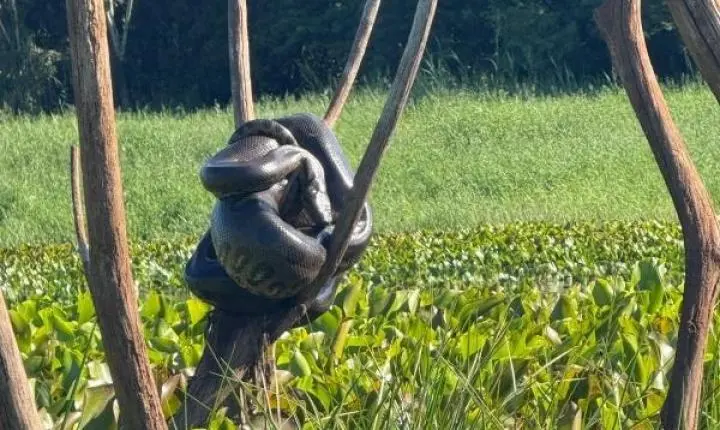 Sucuri de grande porte é avistada por pescadores no interior de Mercedes