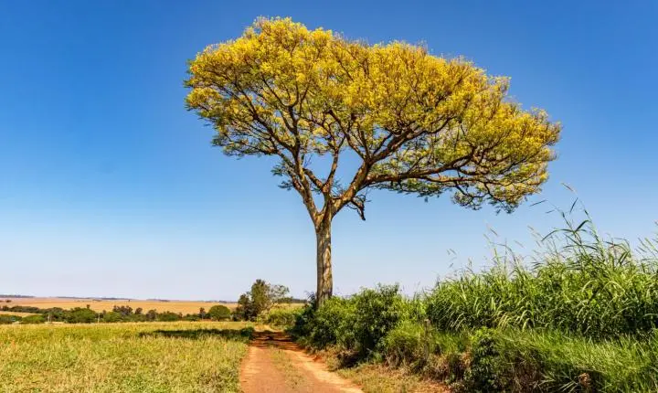 Terra Roxa abre circuito de exposição que revela os tesouros do Lago de Itaipu