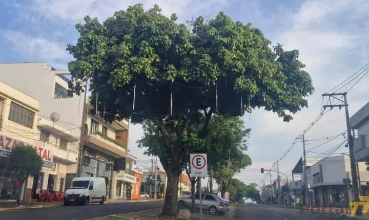 Terra Roxa antecipa decoração e prepara grandes eventos