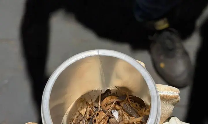 Vigilância Sanitária e Endemias realizam ação noturna de captura de escorpiões nos dias 4 e 5 de março