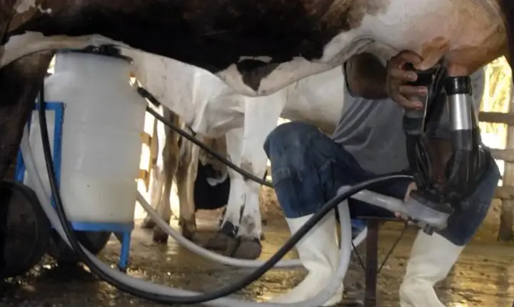 Produção de leite no Brasil atinge patamar recorde em 2025 mesmo com menos animais